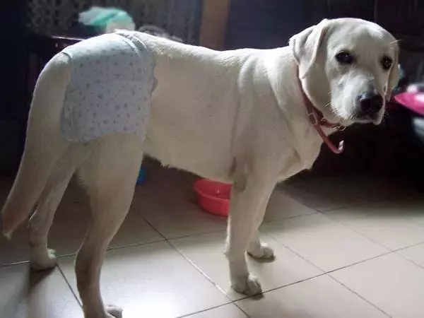 狗狗生理期需主人陪伴,為避免愛犬受到傷害,鏟屎官要備好安全褲