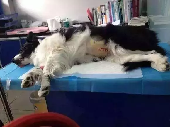 狗狗生理期需主人陪伴,為避免愛犬受到傷害,鏟屎官要備好安全褲