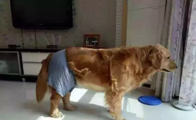 狗狗生理期需主人陪伴,為避免愛犬受到傷害,鏟屎官要備好安全褲
