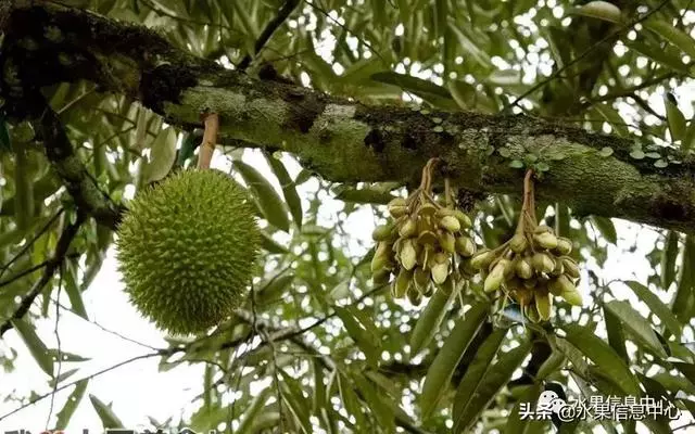 百年難得一見的有機榴槤果園,一次吃個夠!