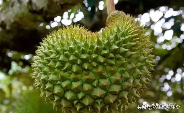 百年難得一見的有機榴槤果園,一次吃個夠!
