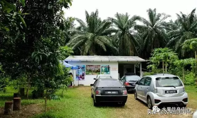 百年難得一見的有機榴槤果園,一次吃個夠!