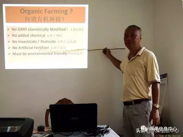 百年難得一見的有機榴槤果園,一次吃個夠!