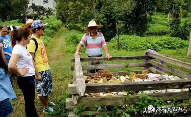百年難得一見的有機榴槤果園,一次吃個夠!