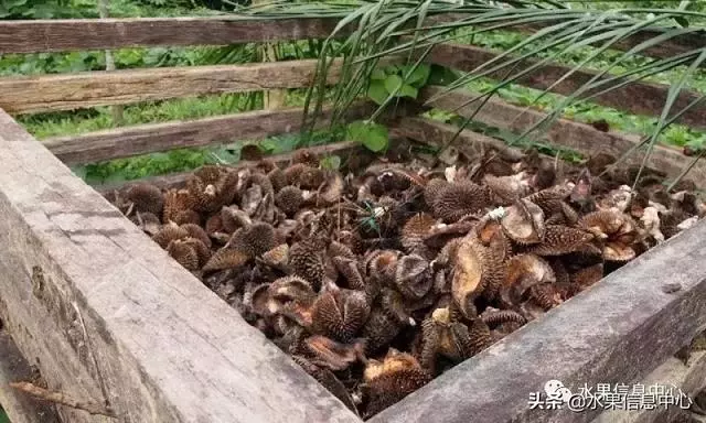 百年難得一見的有機榴槤果園,一次吃個夠!