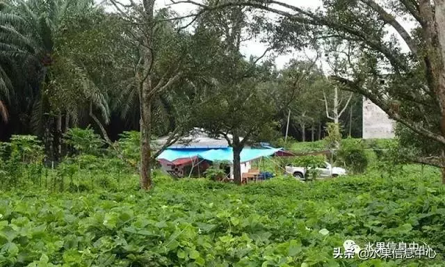 百年難得一見的有機榴槤果園,一次吃個夠!