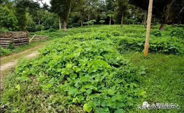 百年難得一見的有機榴槤果園,一次吃個夠!
