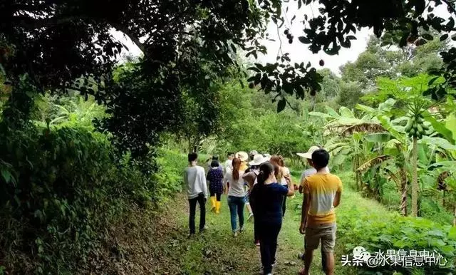 百年難得一見的有機榴槤果園,一次吃個夠!