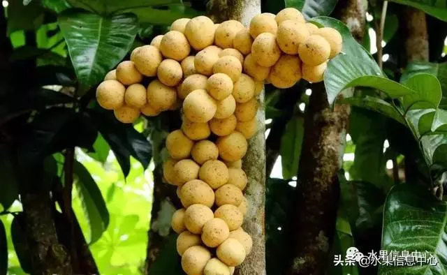 百年難得一見的有機榴槤果園,一次吃個夠!