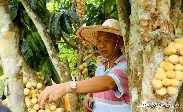 百年難得一見的有機榴槤果園,一次吃個夠!