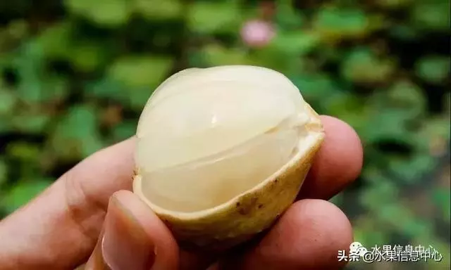 百年難得一見的有機榴槤果園,一次吃個夠!