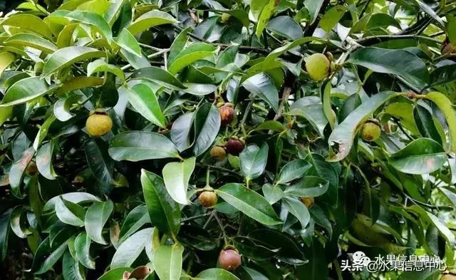 百年難得一見的有機榴槤果園,一次吃個夠!