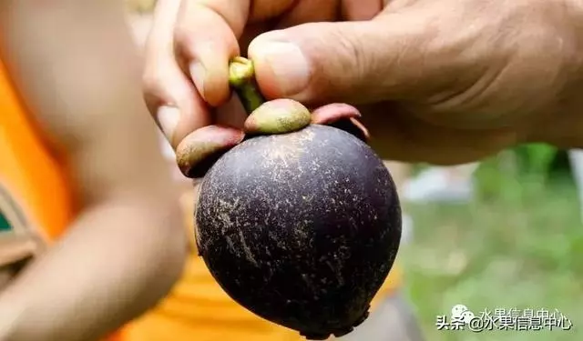 百年難得一見的有機榴槤果園,一次吃個夠!