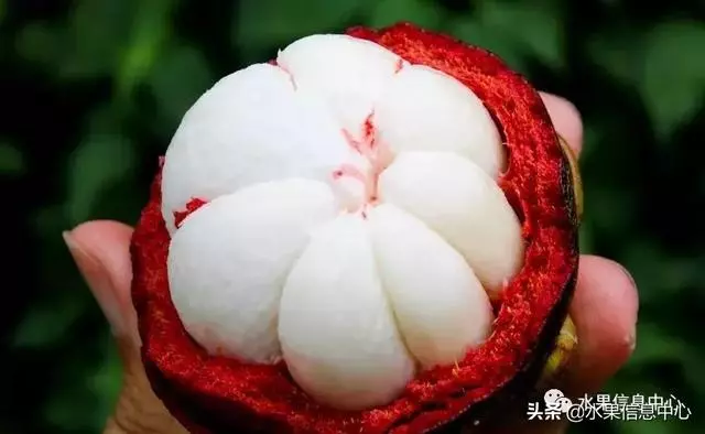 百年難得一見的有機榴槤果園,一次吃個夠!