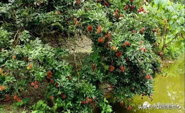 百年難得一見的有機榴槤果園,一次吃個夠!