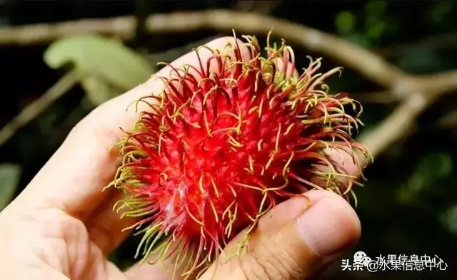 百年難得一見的有機榴槤果園,一次吃個夠!