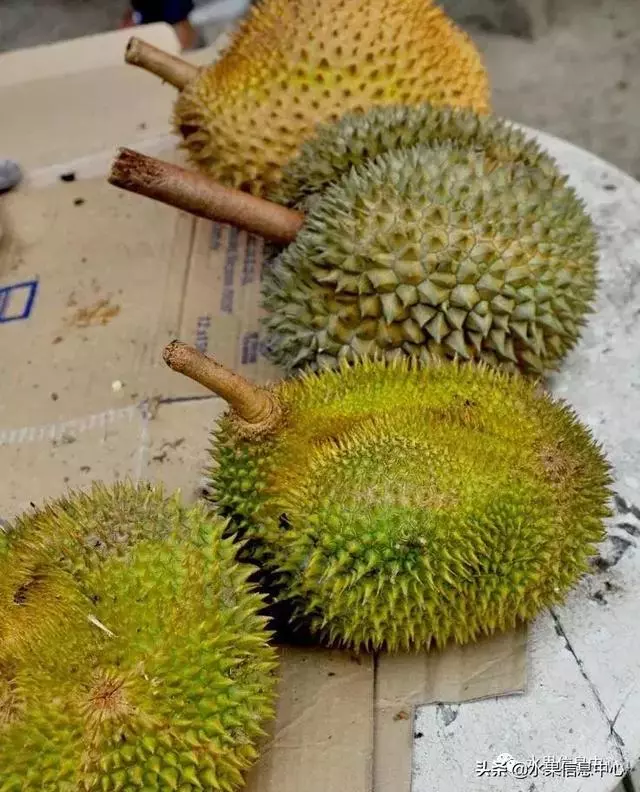 百年難得一見的有機榴槤果園,一次吃個夠!
