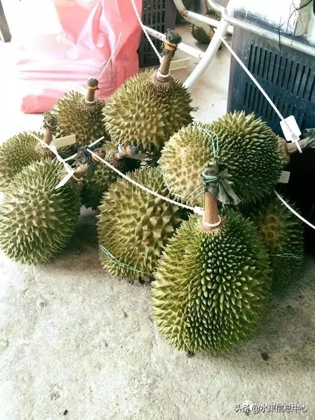 百年難得一見的有機榴槤果園,一次吃個夠!