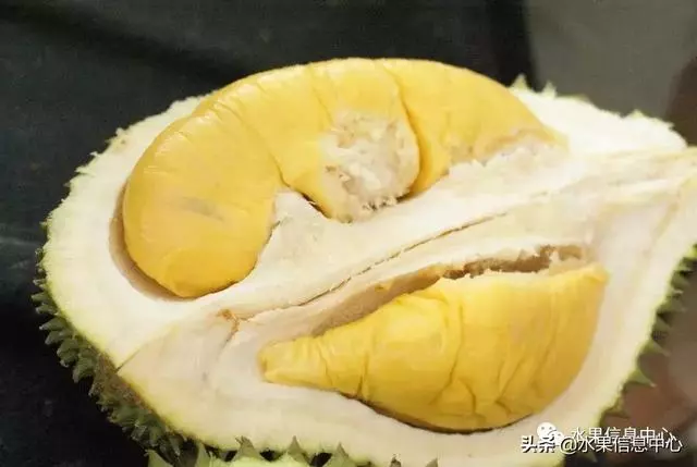 百年難得一見的有機榴槤果園,一次吃個夠!