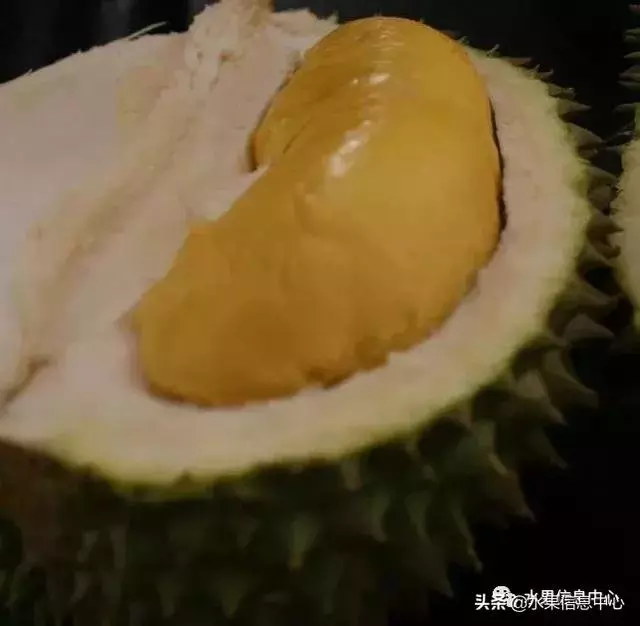 百年難得一見的有機榴槤果園,一次吃個夠!