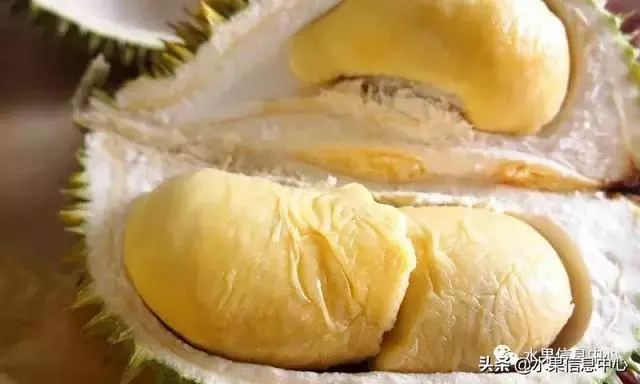百年難得一見的有機榴槤果園,一次吃個夠!