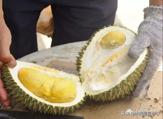 百年難得一見的有機榴槤果園,一次吃個夠!
