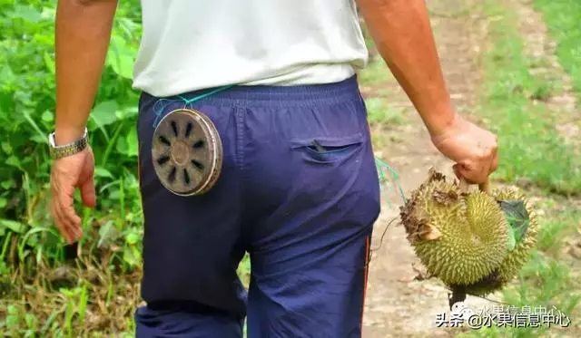 百年難得一見的有機榴槤果園,一次吃個夠!