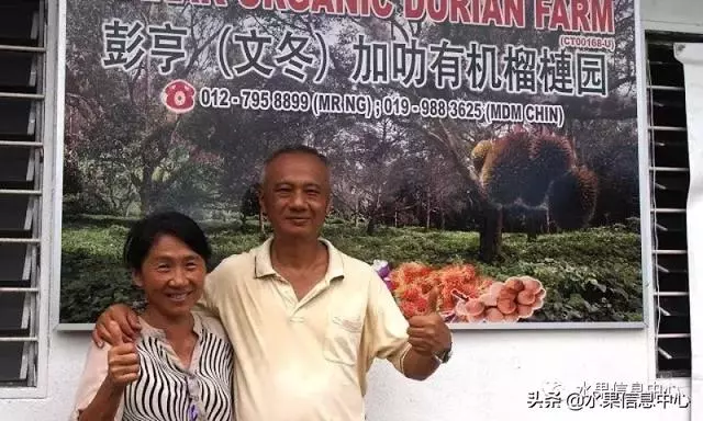 百年難得一見的有機榴槤果園,一次吃個夠!