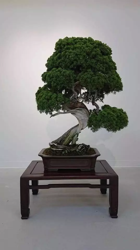 盆景養護十年功,瞭解樹性!澆水——最難精通的「基本功」!