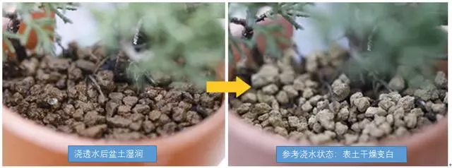 盆景養護十年功,瞭解樹性!澆水——最難精通的「基本功」!
