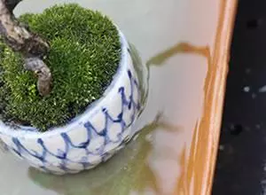 盆景養護十年功,瞭解樹性!澆水——最難精通的「基本功」!