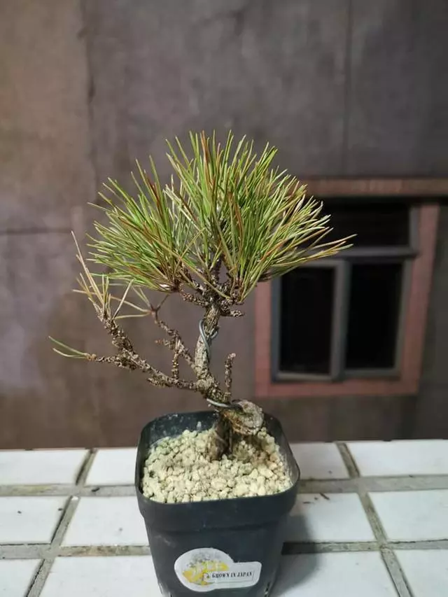 盆景養護十年功,瞭解樹性!澆水——最難精通的「基本功」!