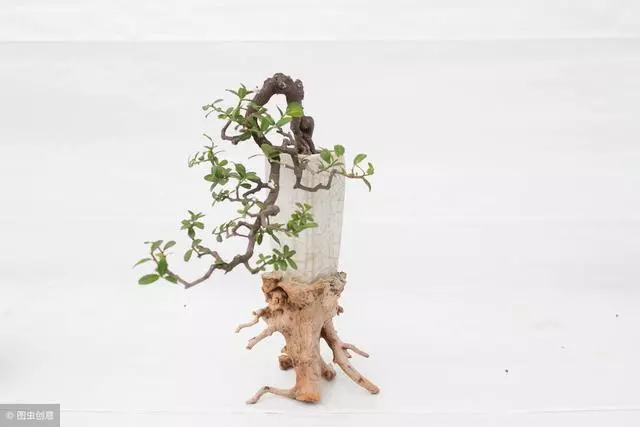 盆景養護十年功,瞭解樹性!澆水——最難精通的「基本功」!