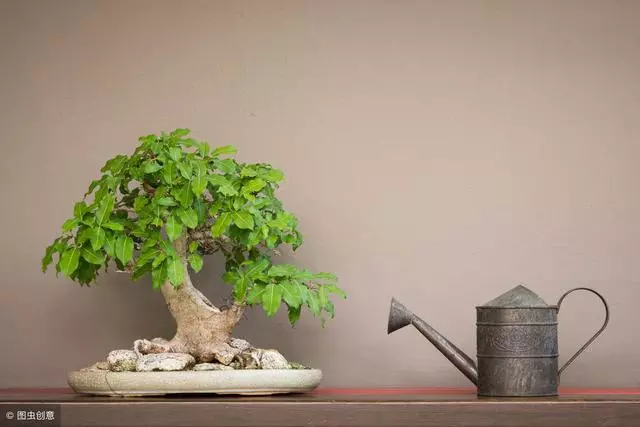 植株養護技巧集合整理,由外觀簡單判斷病株植株病害方法!