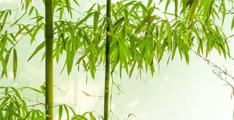 家門口地墊下放上十粒米,不出一周,老公就賺大錢了!