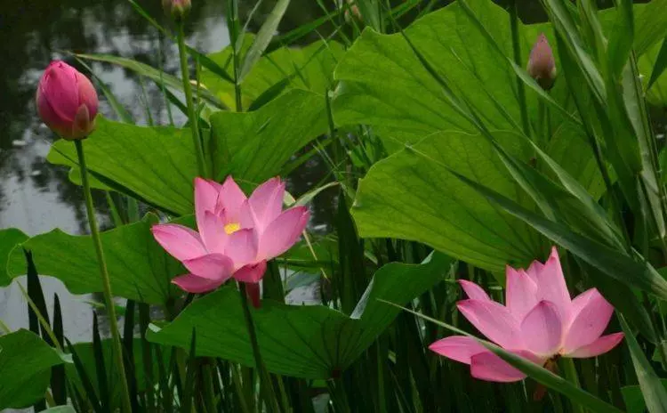 4月18號起逢8必發,吉星庇佑,橫財頻發,富貴翻番漲的6大生肖!