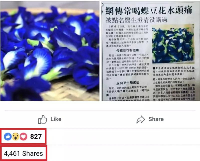 注意!WhatsApp瘋傳喝藍花茶中毒!