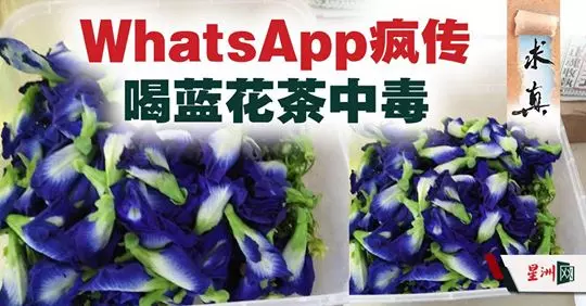 注意!WhatsApp瘋傳喝藍花茶中毒!