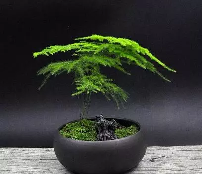 家裡再窮,也要擺上這幾種植物,越住越富有!