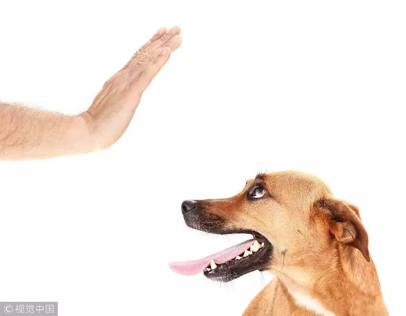 狗狗的興奮度你關注過嗎?