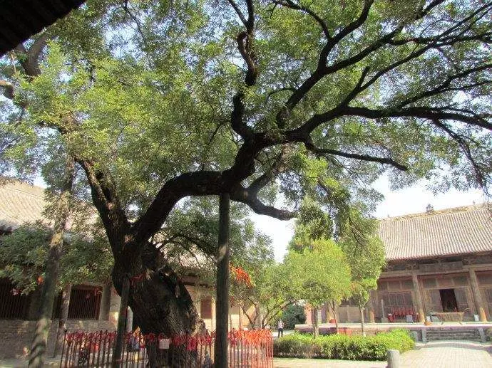 兒子不幸因病去世,父親在門口種下槐樹,十年後卻救了五條人命