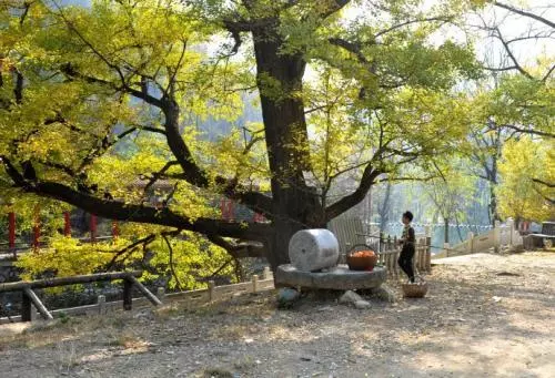 兒子不幸因病去世,父親在門口種下槐樹,十年後卻救了五條人命