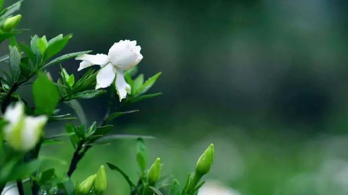4月下旬好運逆襲,5大生肖財上正軌,金銀滿地,富貴圓滿有餘錢!