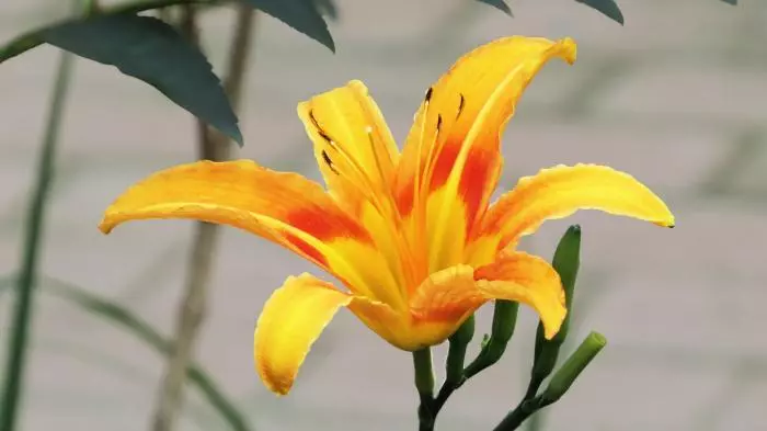 4月下旬好運逆襲,5大生肖財上正軌,金銀滿地,富貴圓滿有餘錢!