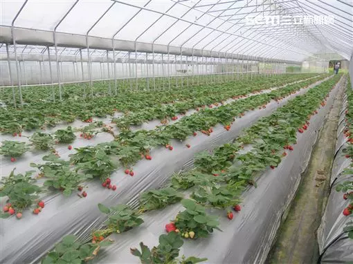 遠眺山林之美 內湖採果秘境大公開!