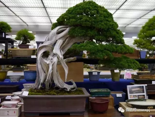 盆景基礎知識:促根技巧,掐芽摘葉有風險,樹勢平衡最重要
