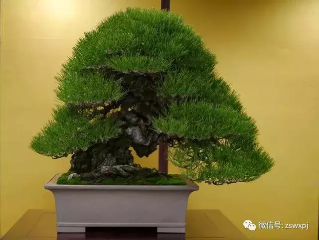 盆景基礎知識:促根技巧,掐芽摘葉有風險,樹勢平衡最重要