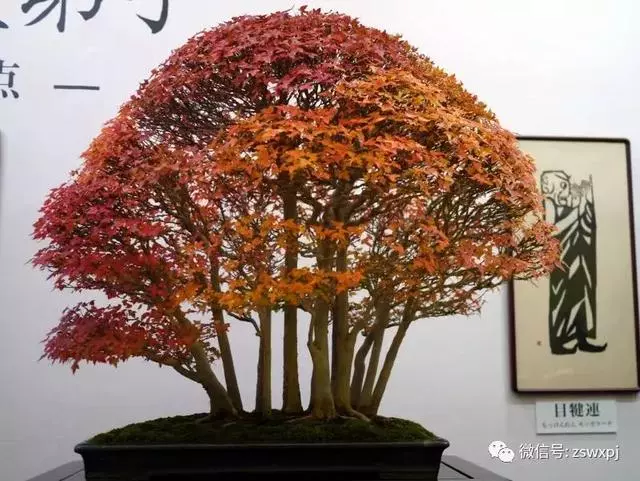盆景基礎知識:促根技巧,掐芽摘葉有風險,樹勢平衡最重要