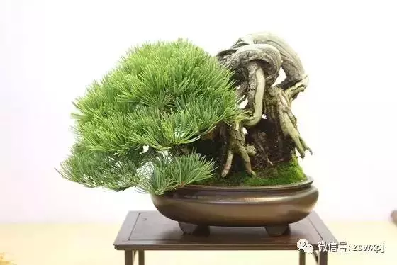 盆景基礎知識:促根技巧,掐芽摘葉有風險,樹勢平衡最重要