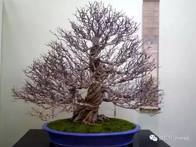 盆景基礎知識:促根技巧,掐芽摘葉有風險,樹勢平衡最重要